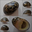 ACA07 - Nerita maxima 30.94mm