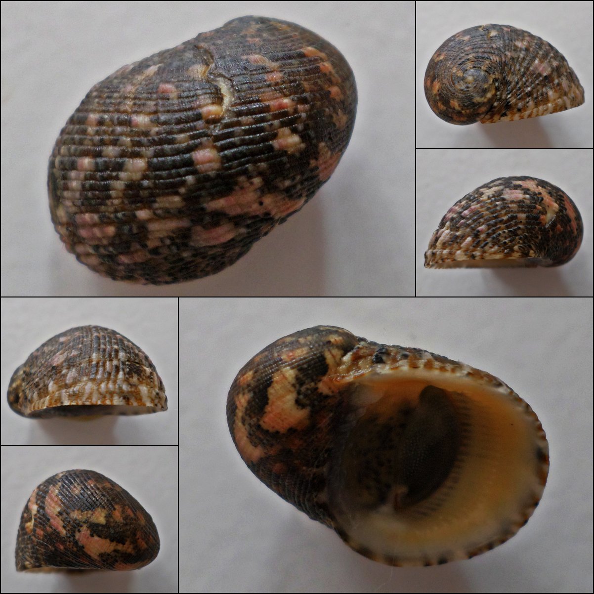 ACC20 - Nerita patula 22.19mm