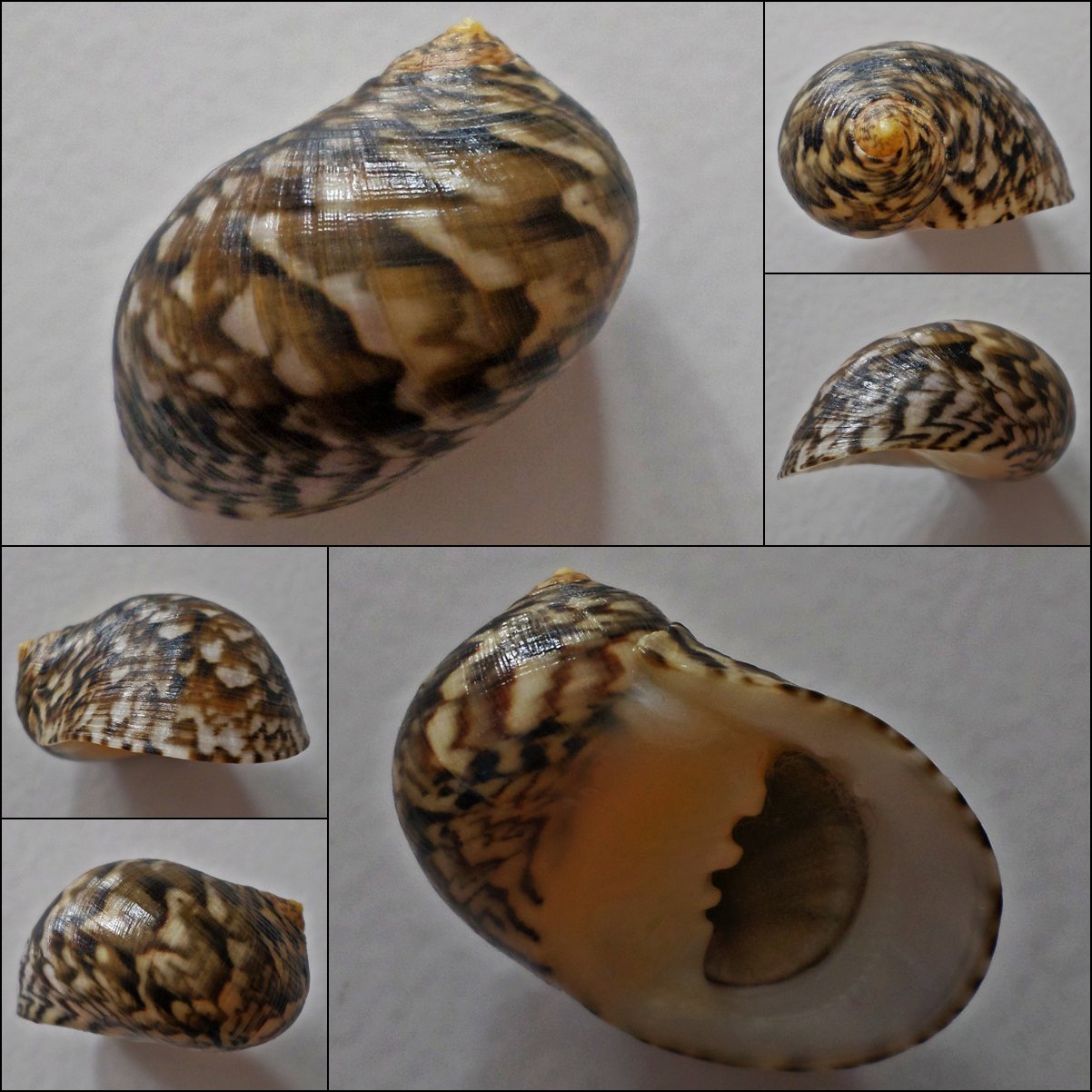 ACC09 - Nerita radiata 29.81mm