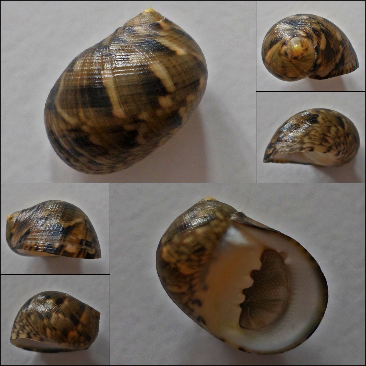 ACC10 - Nerita radiata 21.74mm