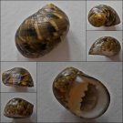 ACC10 - Nerita radiata 21.74mm