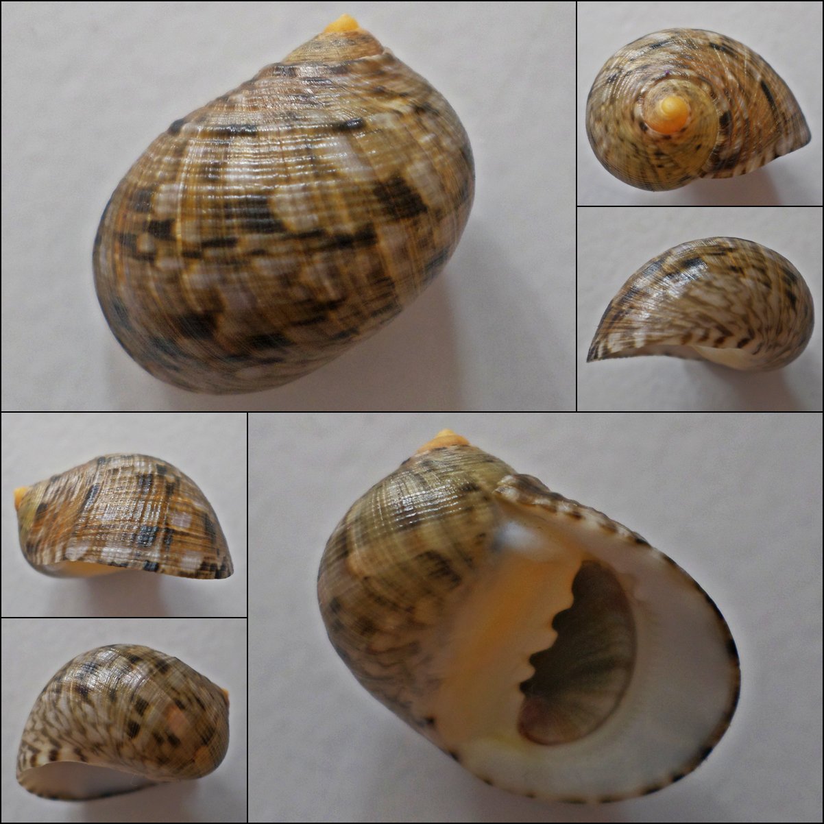 ACC17 - Nerita radiata 23.42mm