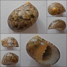 ACC17 - Nerita radiata 23.42mm