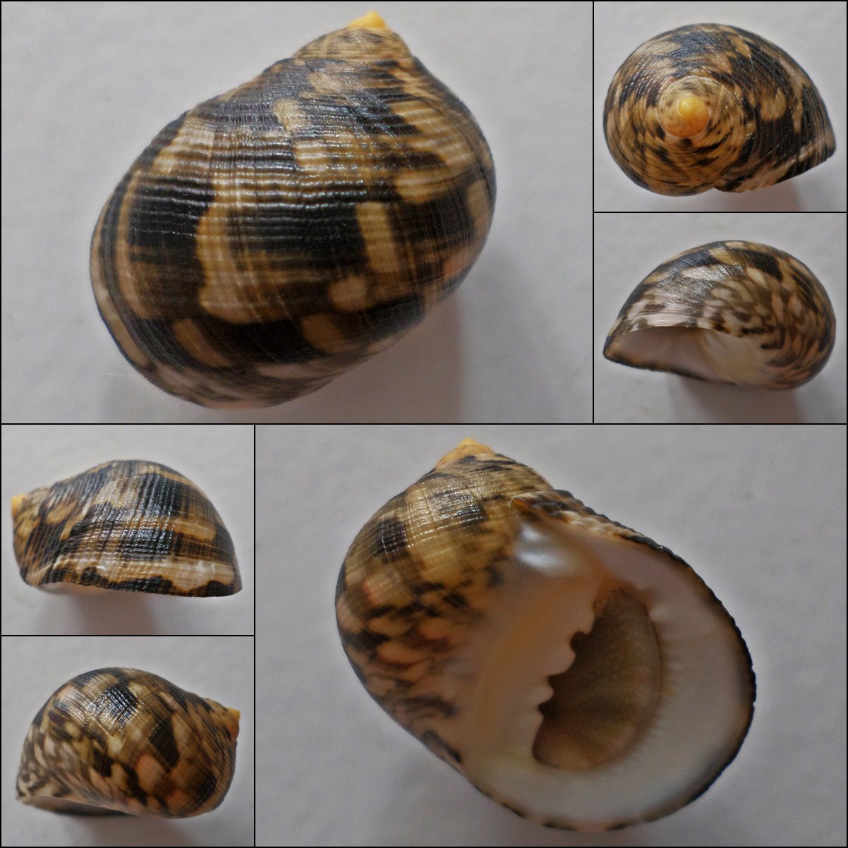 ACC18 - Nerita radiata 21.68mm
