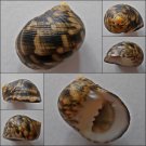 ACC18 - Nerita radiata 21.68mm