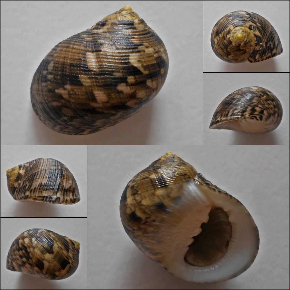 ACA03 - Nerita trifasciata 31.54mm