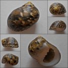 ACA03 - Nerita trifasciata 31.54mm