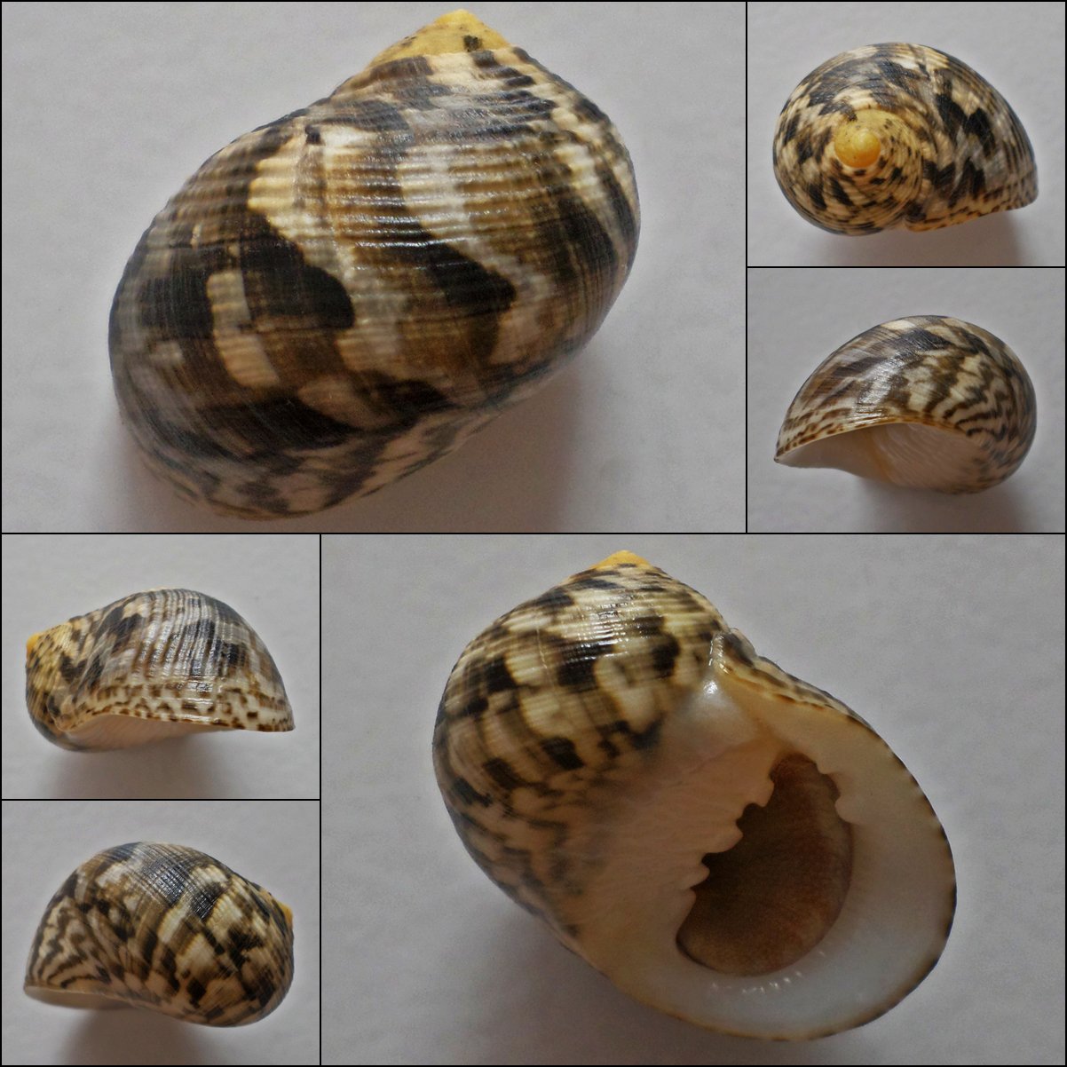 ACA04 - Nerita trifasciata 30.64mm