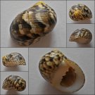 ACA04 - Nerita trifasciata 30.64mm