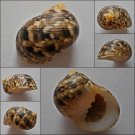 ACA05 - Nerita trifasciata 29.34mm