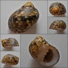 ACA06 - Nerita trifasciata 27.21mm