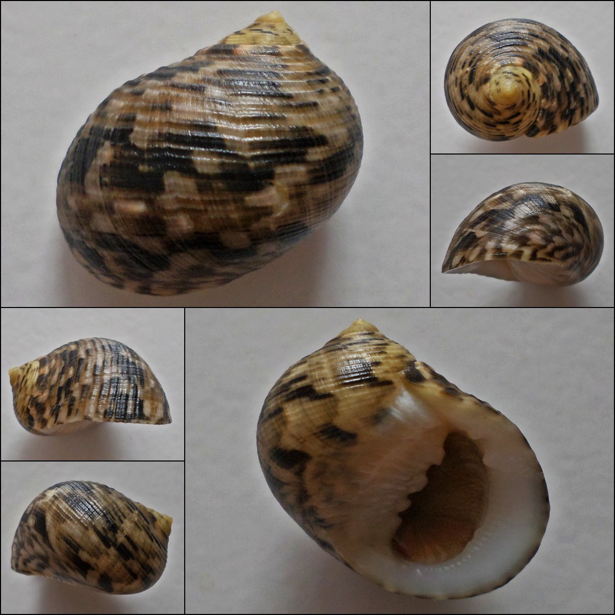 ACA07 - Nerita trifasciata 27.41mm