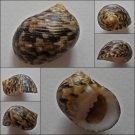 ACA07 - Nerita trifasciata 27.41mm