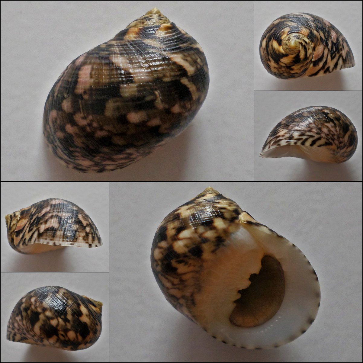 ACA08 - Nerita trifasciata 29.02mm