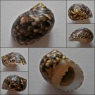 ACA08 - Nerita trifasciata 29.02mm
