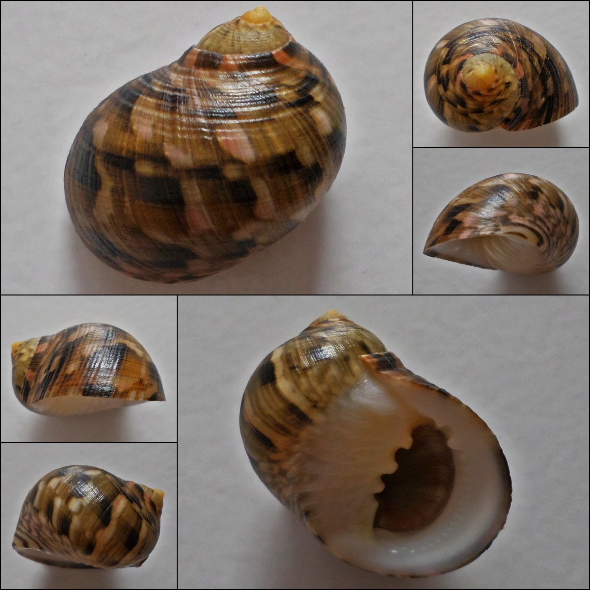ACA10 - Nerita trifasciata 26.15mm