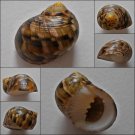 ACA10 - Nerita trifasciata 26.15mm