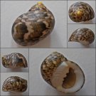 ACB01 - Nerita trifasciata 25.91mm
