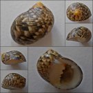 ACB03 - Nerita trifasciata 25.06mm