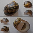 ACB04 - Nerita trifasciata 25.24mm
