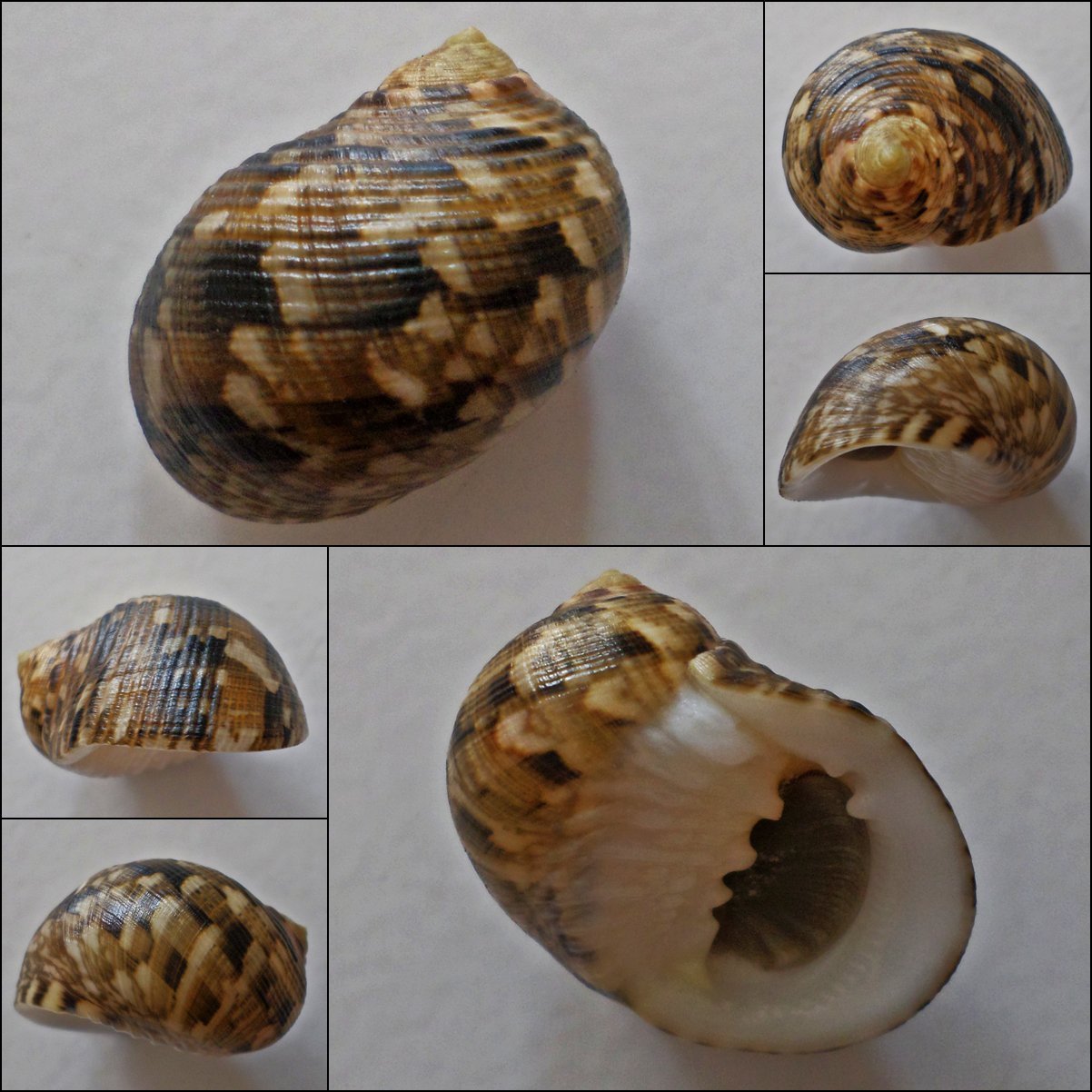 ACB05 - Nerita trifasciata 25.28mm
