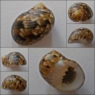ACB05 - Nerita trifasciata 25.28mm