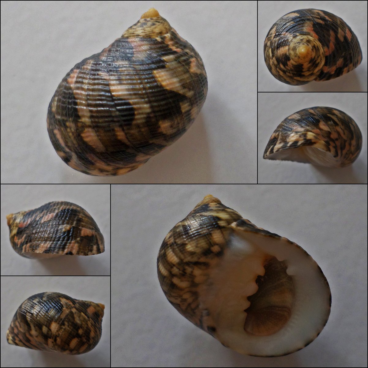 ACB06 - Nerita trifasciata 24.27mm