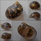 ACB06 - Nerita trifasciata 24.27mm