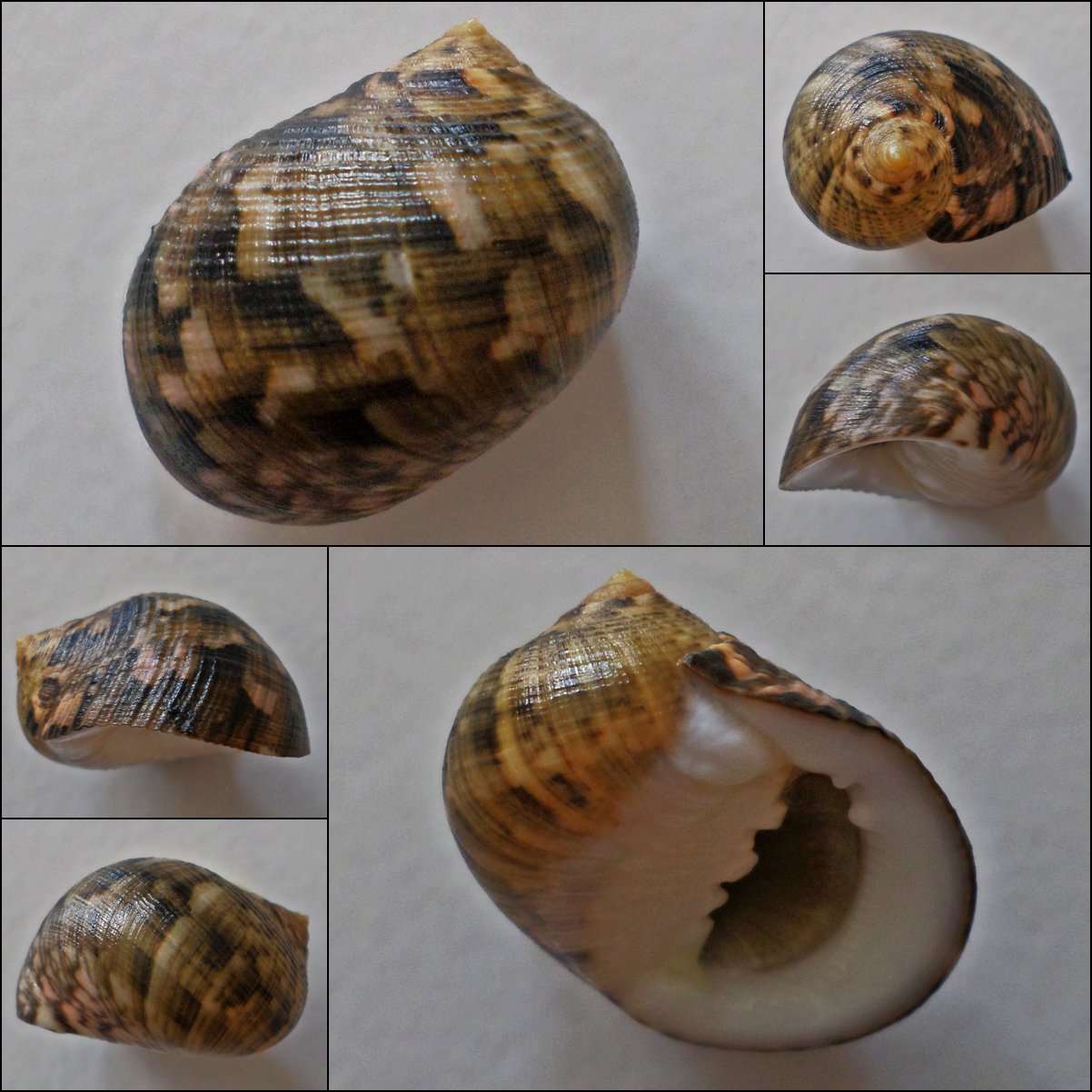 ACB08 - Nerita trifasciata 24.32mm
