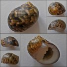 ACB08 - Nerita trifasciata 24.32mm