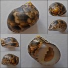ACB09 - Nerita trifasciata 23.56mm