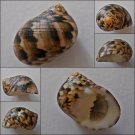 ACB10 - Nerita trifasciata 22.49mm
