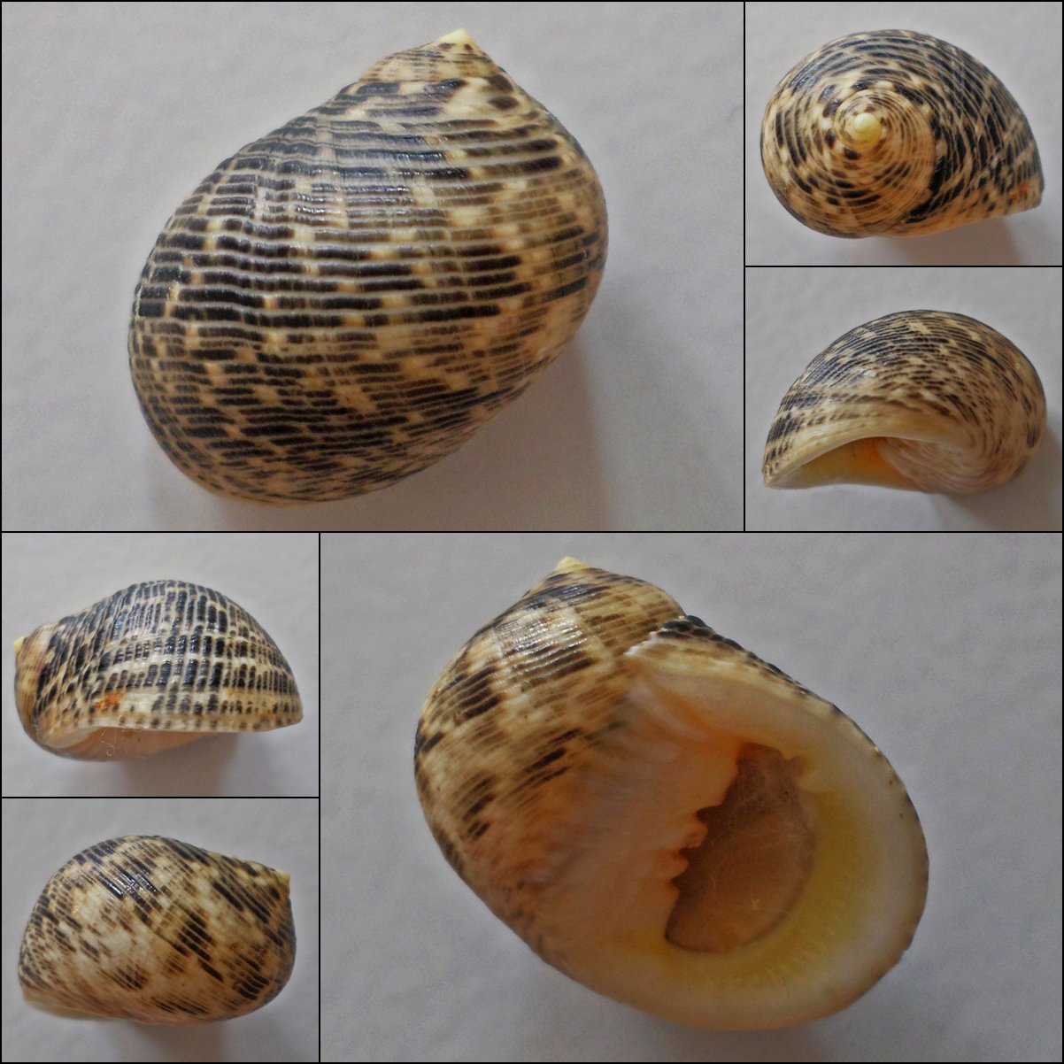ACB25 - Nerita undata 23.45mm