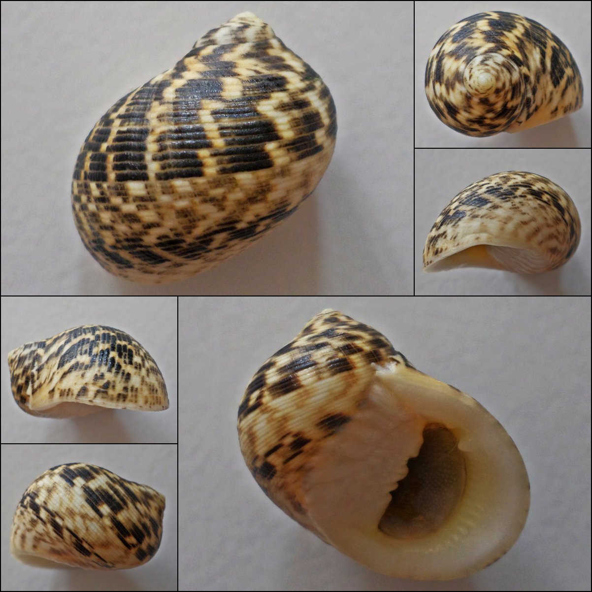 ACB26 - Nerita undata 28.05mm