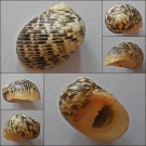 ACB28 - Nerita undata 25.79mm