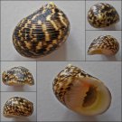 ACB29 - Nerita undata 23.98mm
