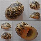 ACB30 - Nerita undata 25.47mm