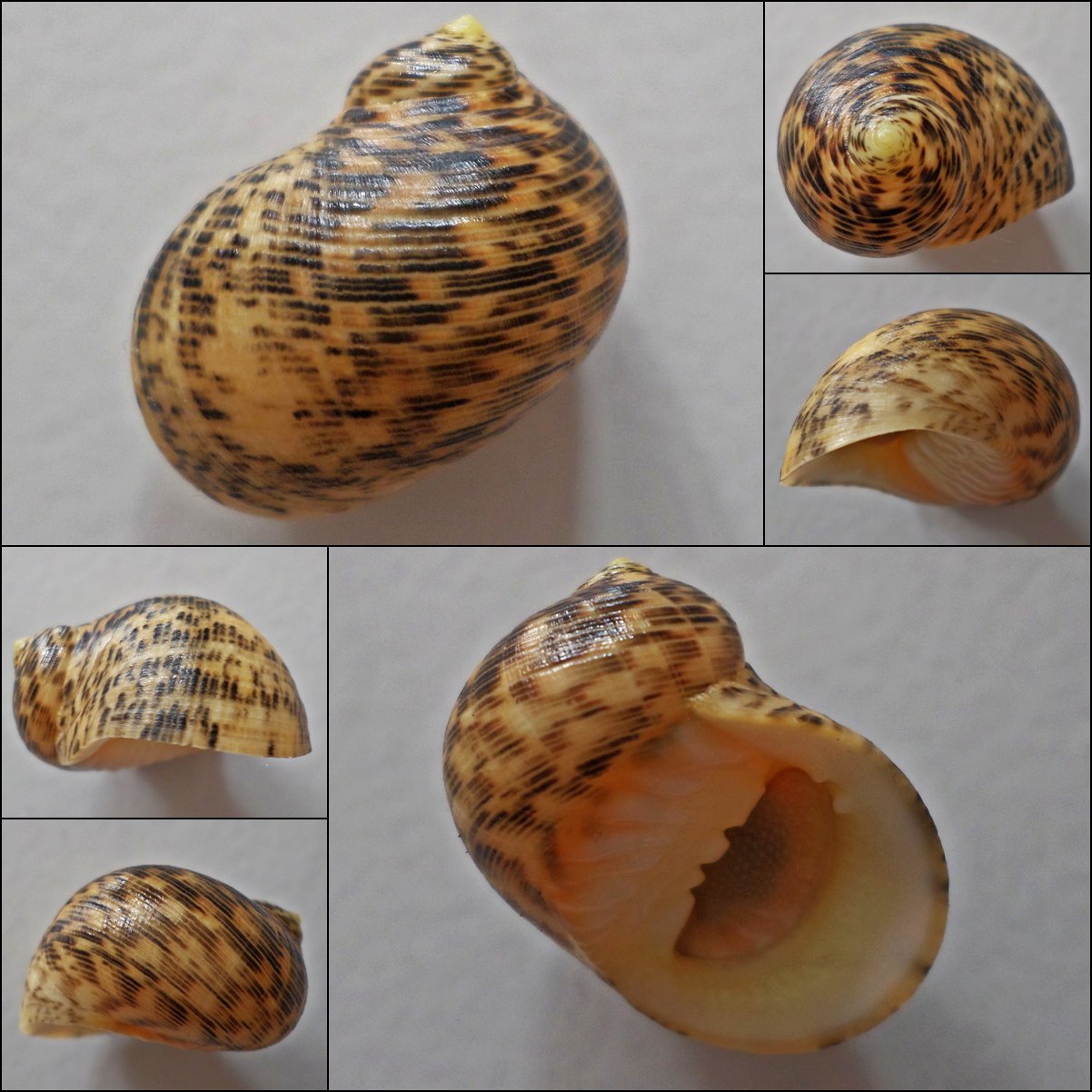 ACC11 - Nerita undata 22.74mm