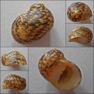 ACC11 - Nerita undata 22.74mm