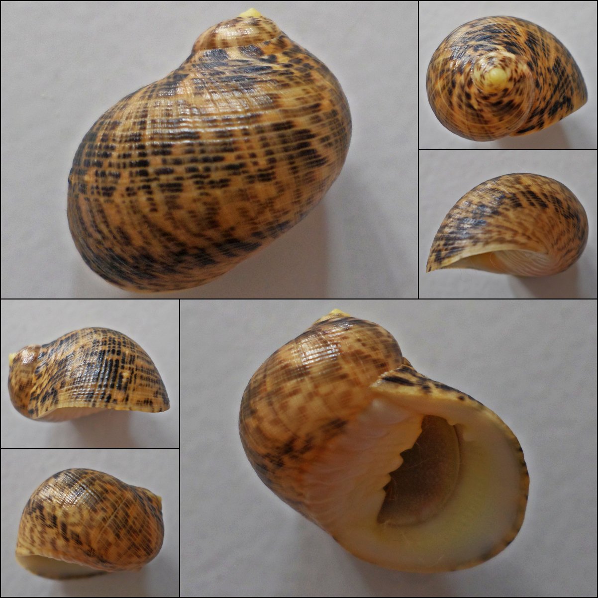 ACC13 - Nerita undata 23.08mm