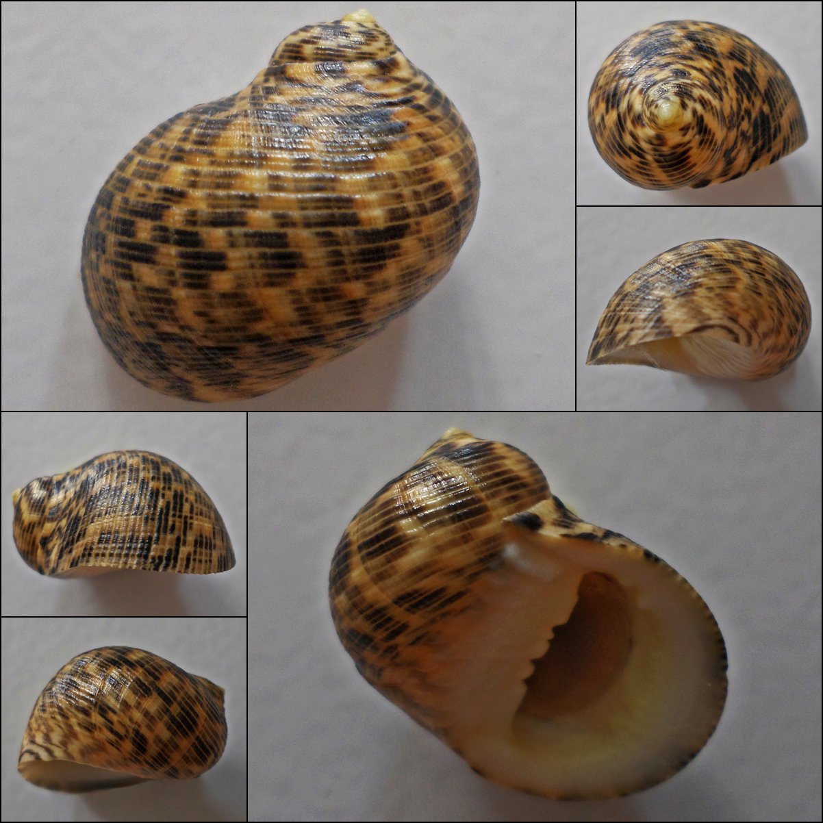 ACC14 - Nerita undata 21.91mm