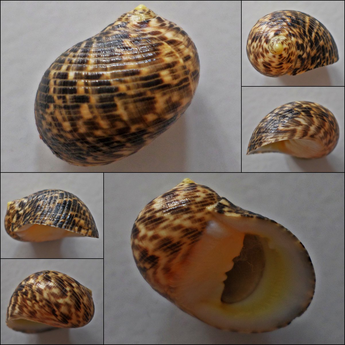 ACC15 - Nerita undata 21.71mm