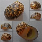 ACC15 - Nerita undata 21.71mm