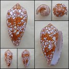 Cylinder textile textile 64.03mm