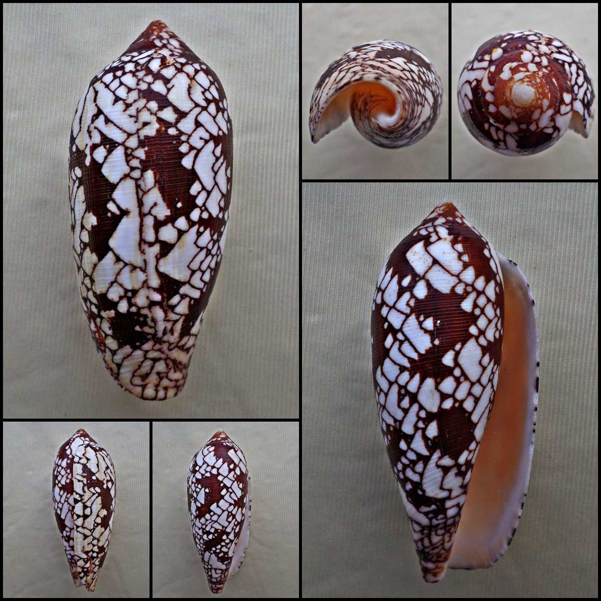 Darioconus aulicus 64.03mm