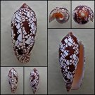 Darioconus aulicus 64.03mm
