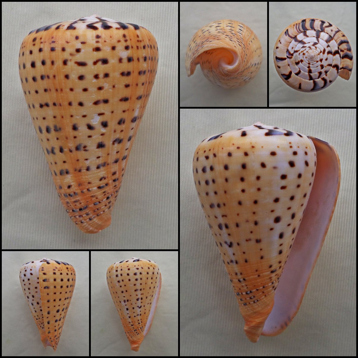AIA03 - Dendroconus betulinus 96.98mm