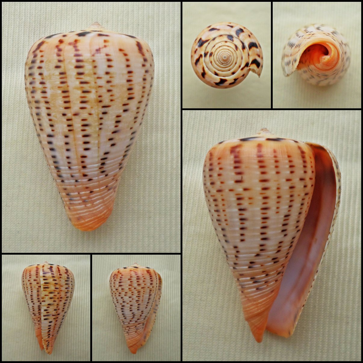 BAC08 - Dendroconus betulinus 45.42mm