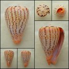 BAC08 - Dendroconus betulinus 45.42mm