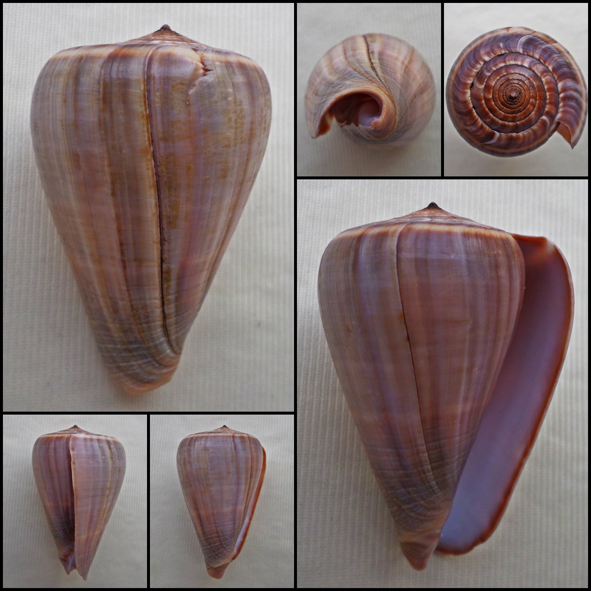 AIB07 - Dendroconus figulinus 63.15mm